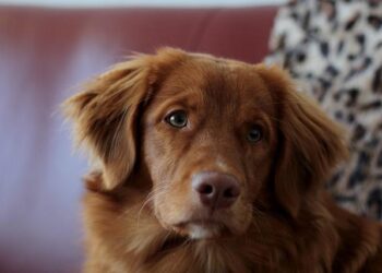 Bruno the toller crowned Estonia’s most beautiful dog – ERR News