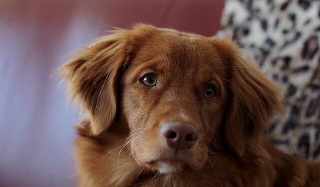 Bruno the toller crowned Estonia’s most beautiful dog – ERR News