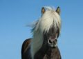 Icelandic Horses Have Good Genes – Nautilus