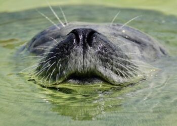 Cyprus’ monk seal population bounces back, but the battle isn’t over (VIDEO) – KNEWS – The English Edition of Kathimerini Cyprus