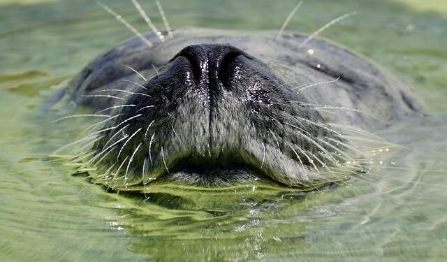 Cyprus’ monk seal population bounces back, but the battle isn’t over (VIDEO) – KNEWS – The English Edition of Kathimerini Cyprus