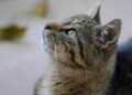 One Wordless, Animated Cat Movie. Two Oscar Nominations. – The New York Times