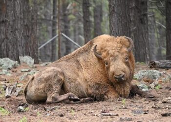 Return of the Bison to Azerbaijan – IUCN