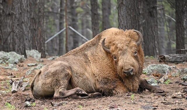 Return of the Bison to Azerbaijan – IUCN