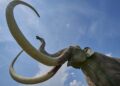 25,000-Year-Old Mammoth Site Stuns Archaeologists in Lower Austria – The Daily Galaxy –Great Discoveries Channel