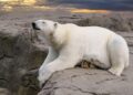 Photographing Arctic Wildlife During Summer in Svalbard – Polar Bears International