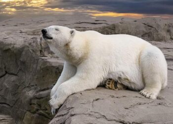 Photographing Arctic Wildlife During Summer in Svalbard – Polar Bears International