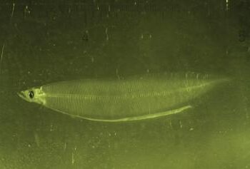 Details on the transport of European eel larvae through the Strait of Gibraltar into the Mediterranean Sea – Nature.com