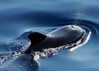 Forty Pilot Whales Killed in First Faroe Islands Grind of 2024 – Sea Shepherd Conservation Society