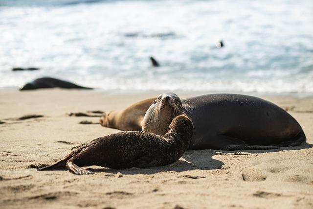 Challenges Facing Mediterranean Monk Seals in Their Natural habitat