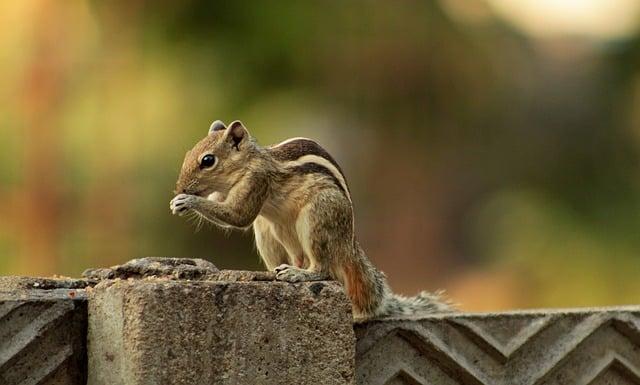 Ecological Impact of the Invasive Squirrel on guernseys Wildlife