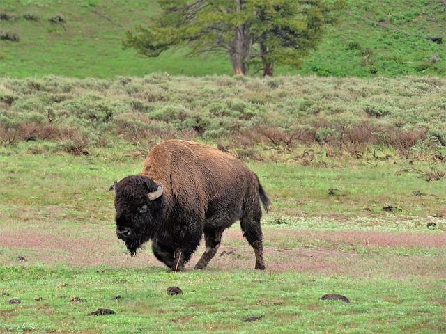 Future ⁢Directions for Sustainable ‍Management of Bison Populations