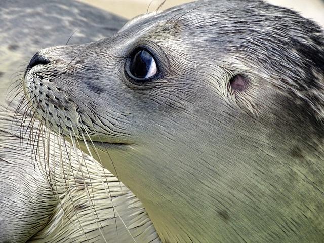 Future directions for seal Conservation and Protection initiatives