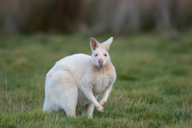 Recommendations⁢ for Preserving Genetic Diversity in the Faroe Islands and ‌Iceland