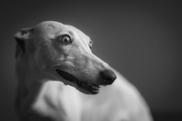 Whippet Miuccia Captivates Judges with Exceptional Grace