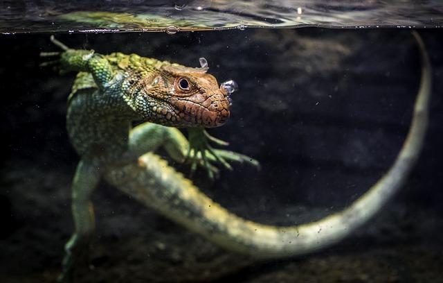 Lizard Encounters: A Surprising Discovery in Guernsey