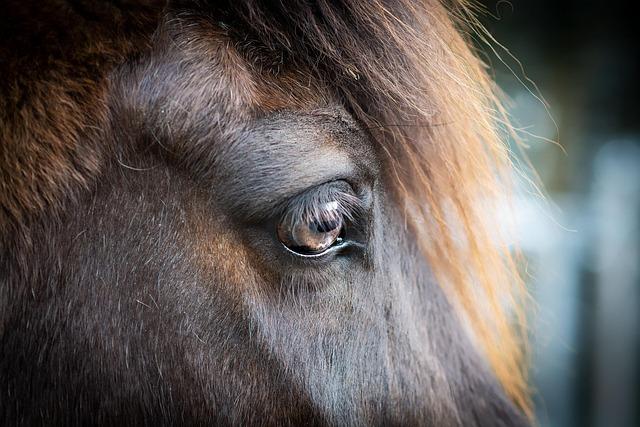 The Unique Breeding Practices That Enhance Icelandic ⁤horse Genetics