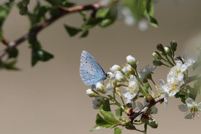 innovative Solutions for Biodiversity Conservation and Climate Adaptation