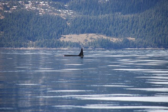 Impact of Orca attacks on maritime Safety⁤ in the Strait of‍ Gibraltar