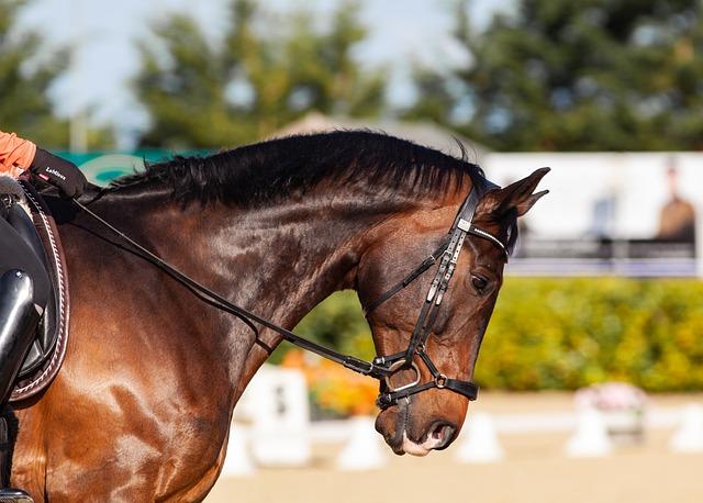 Comparative ⁣Performance Review of Top Dressage Teams Leading to the Olympics