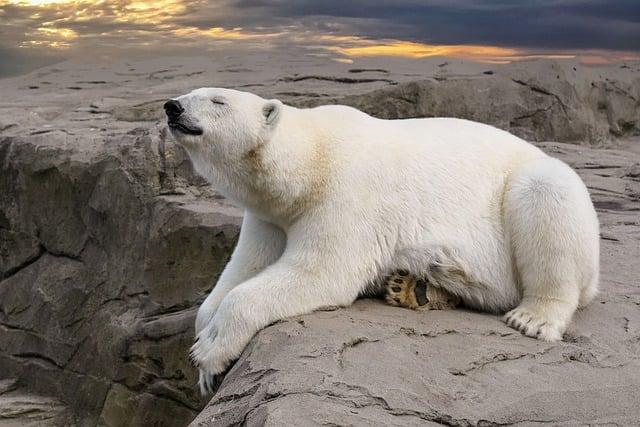 Polar Bear Encounter: A Unique Intrusion on Military Territory