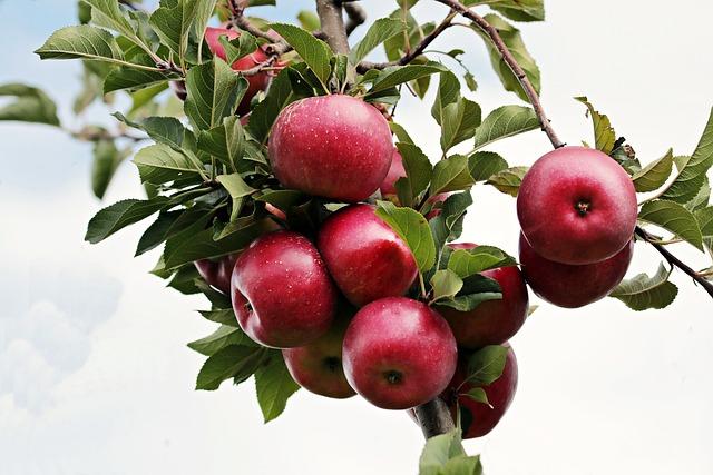 Future Prospects for Apples Expansion in ‍Ireland