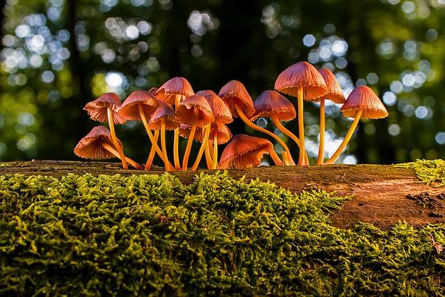 Preserving a‌ Unique Treasure ⁣The Significance of Croatias Freeze-Dried Mushroom Collection Understanding​ the Threats⁣ to the ​Collection ⁤Community Efforts to ⁢Save the Mushrooms Recommendations ⁣for Sustainable Preservation Strategies The Future of Mushroom Conservation‌ in ‌Croatia