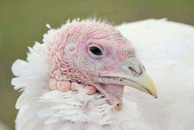 Turkeys Tactical Evolution in the Nations League Match Against Hungary