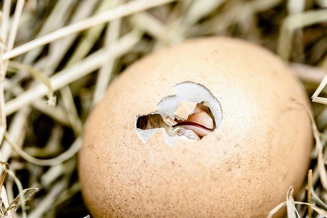 Economic Implications‌ of Imported Eggs ‍on the US Market