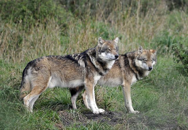 The Ecological Impact of Wolves on Local Ecosystems