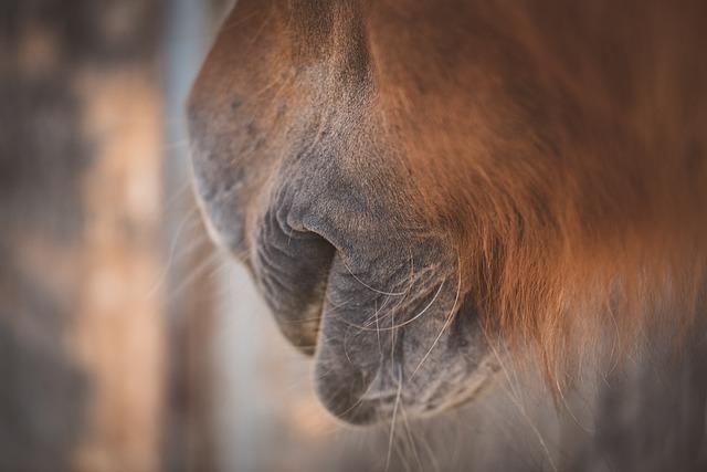 Exploring the Health Benefits of Icelandic Horses’ Genetic Diversity