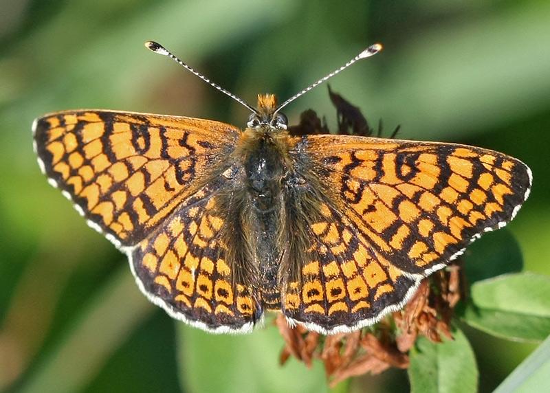 Understanding the Metapopulation​ Dynamics of‍ the Glanville‌ Fritillary