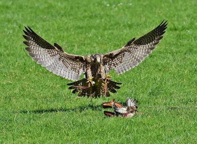 Developing Life Skills Through Bird of Prey training