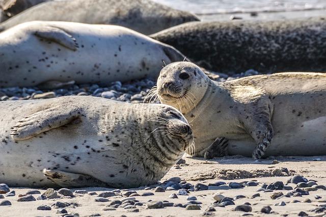 Cyprus Monk Seal Recovery: A Positive Turn in Conservation Efforts