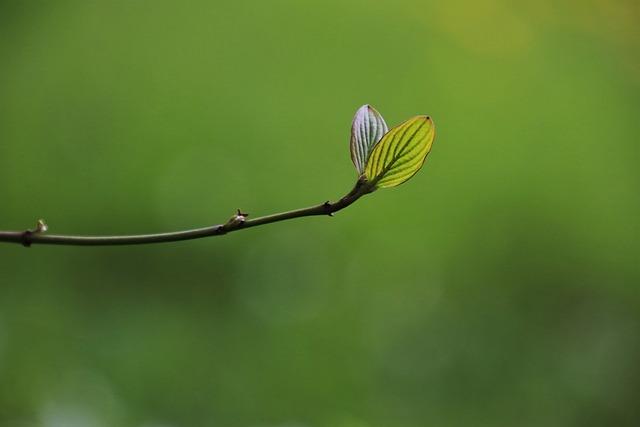 policy ‌Recommendations: Strengthening the Framework for Green ‌Growth