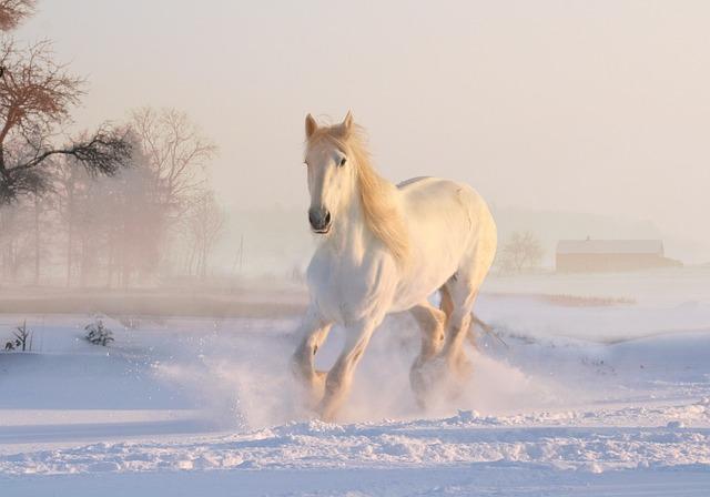 Capturing the Moment: photography Tips for Your Winter Wonderland walk