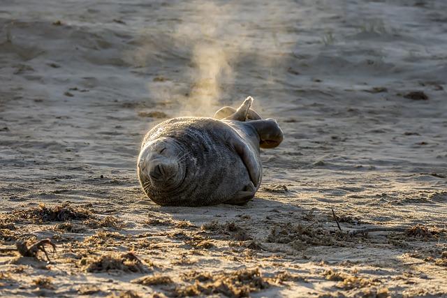 Understanding the Seals Behavior: Insights from Marine Biologists