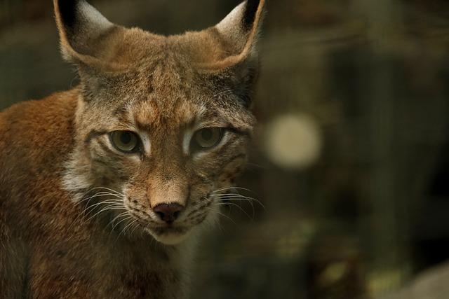 Lynx Population Management: Balancing Conservation and Conflict