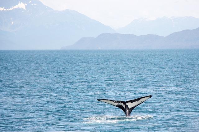 Insights ⁤from Marine Biologists on Killer ‌Whale Behavior