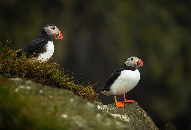 Navigating Iceland’s Distinctive Transportation Options