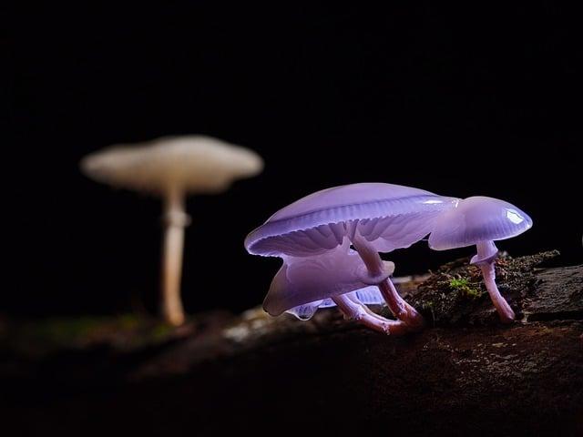 Is the world’s largest collection ⁣of freeze-dried‌ mushrooms in Croatia‍ facing destruction? - Croatia Week