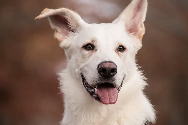 Expert Tips for Preparing Dogs for Future Crufts competitions