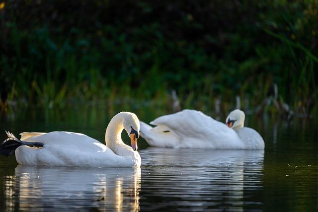 Technological Advances in Wildlife Monitoring Techniques