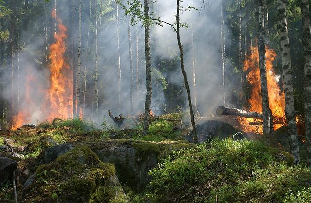 Preventative Strategies: Recommendations for Future Fire Management