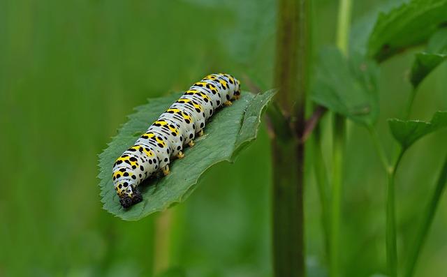 Toxic caterpillars ​a threat to Cyprus’ forests - Cyprus Mail