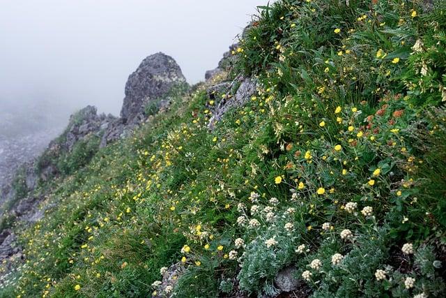 Rediscovering Nature: The Transformative Power of alpine Serenity