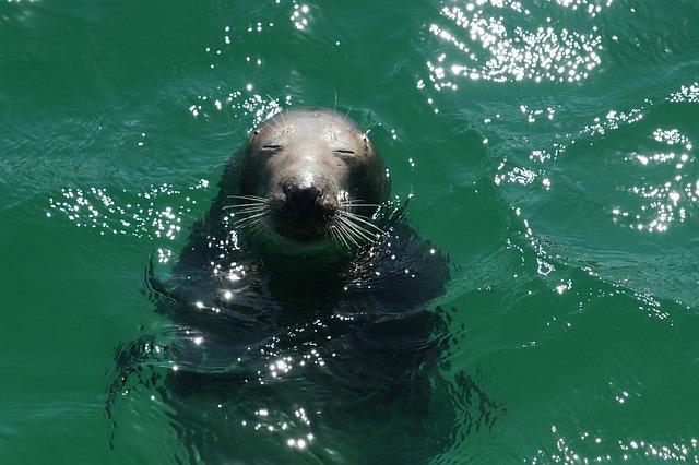 The ⁢Impact of Human Activity ⁤on⁤ Marine Mammal ⁣Behavior