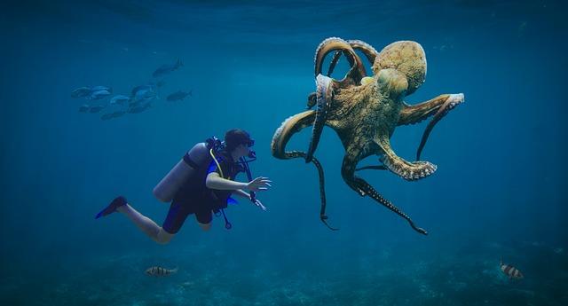 Guernsey octopus boom 'is decimating our shellfish ⁢catch' - BBC.com