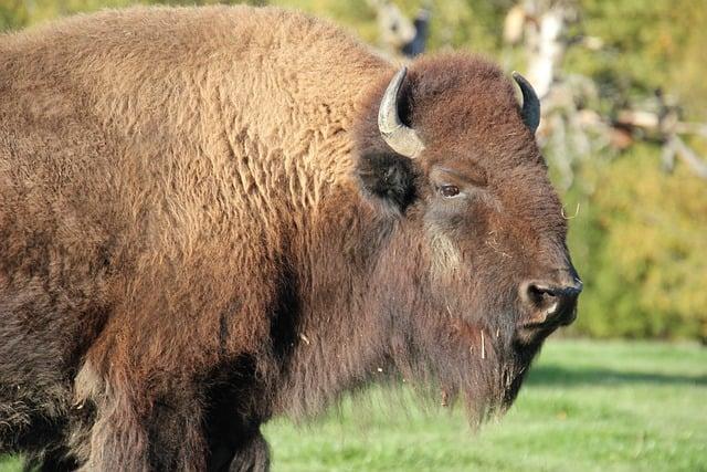 Community Involvement and Economic ⁤Opportunities from Bison conservation