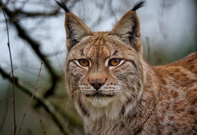 Elusive Lynx​ Sightings ‌in Paklenica National Park